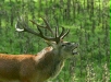 Red Deer